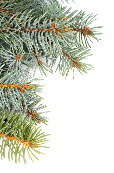 Spruce Branch — Stock Photo, Image
