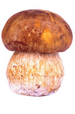 Porcini mantar