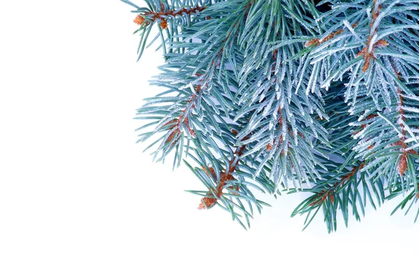 Blue spruce gren — Stockfoto