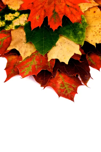 Maple Leaf — Stock Photo, Image