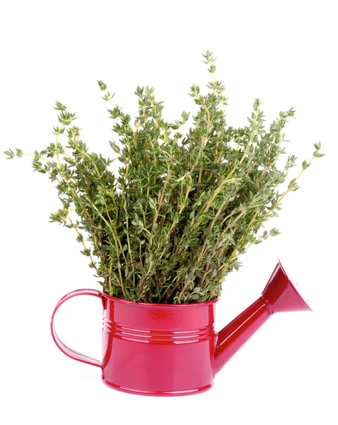 Thyme — Stock Photo, Image