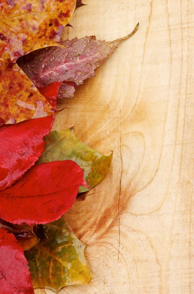 Autumn Leafs — Stock Photo, Image