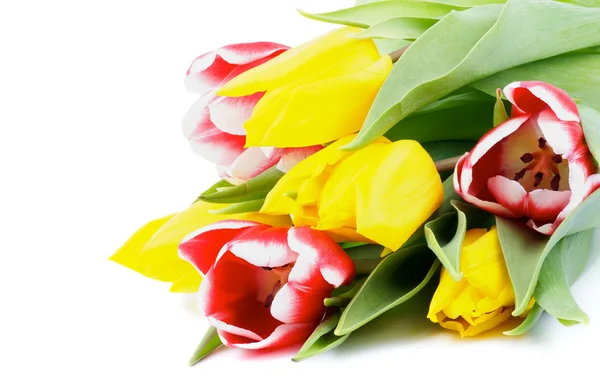 Tulipanes de primavera — Foto de Stock