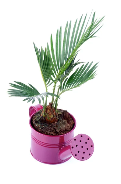 Kleine Palme chrysalidocarpus areca — Stockfoto