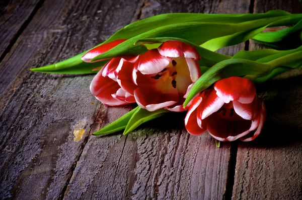 Red-White Tulips