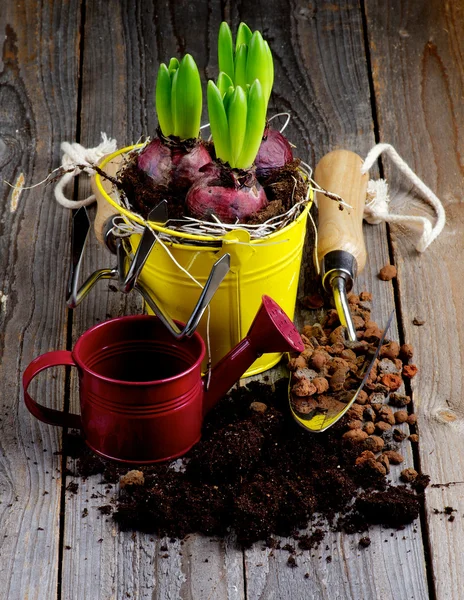 Aanplant hyacint bollen — Stockfoto