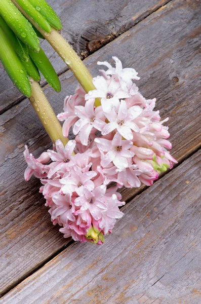 Pembe sümbül — Stok fotoğraf