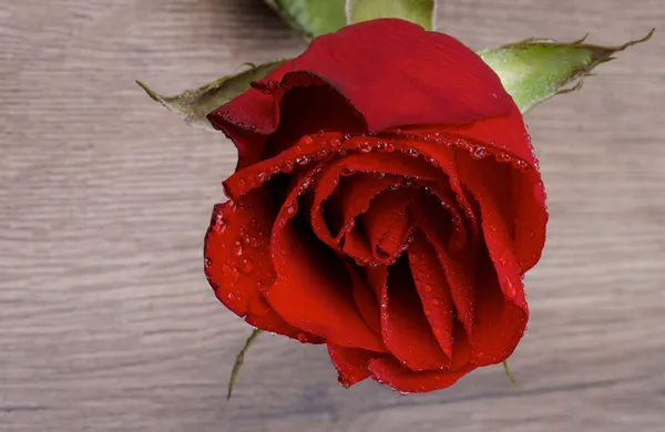 Red Rose — Stock Photo, Image