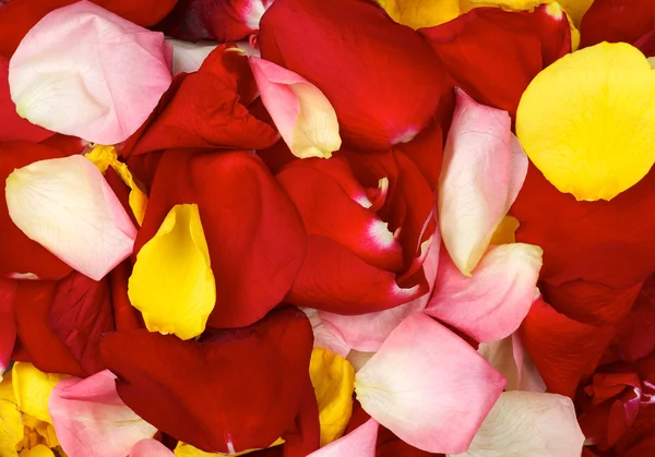 Background of Rose Petals — Stock Photo, Image