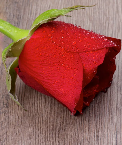 Red Rose — Stock Photo, Image