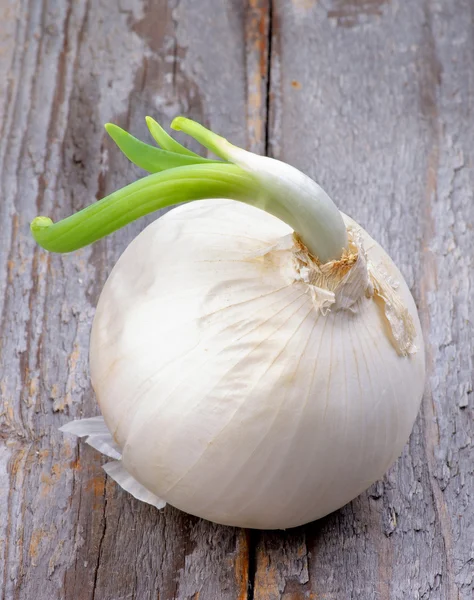 Cebolla germinada — Foto de Stock