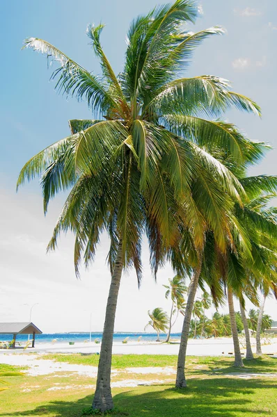 Callejón de la palmera — Foto de Stock