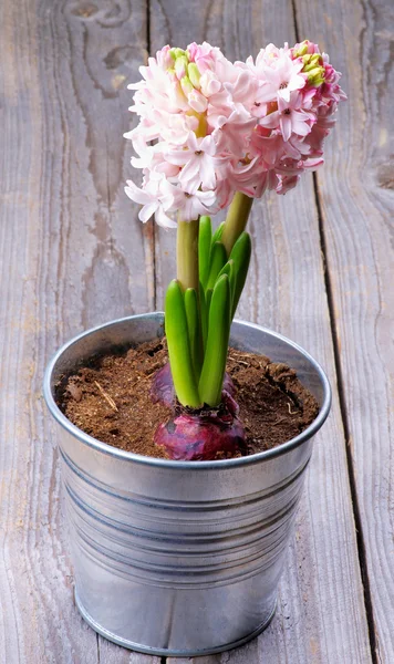 Rosa Hyazinthen — Stockfoto