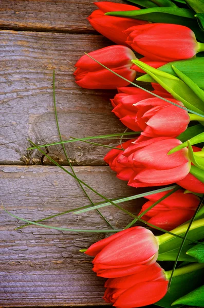 Rote Tulpen — Stockfoto