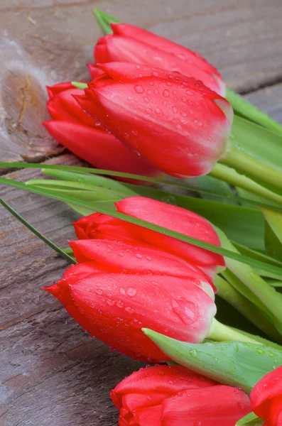 Tulipanes de primavera — Foto de Stock