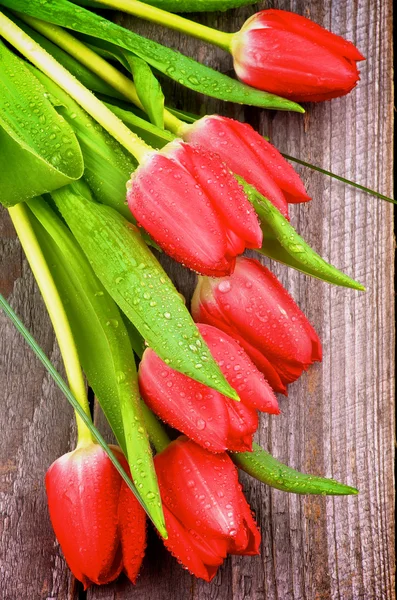 Rote Tulpen — Stockfoto