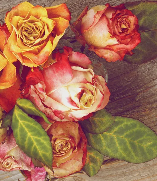 Μαραμένα τριαντάφυλλα — Φωτογραφία Αρχείου