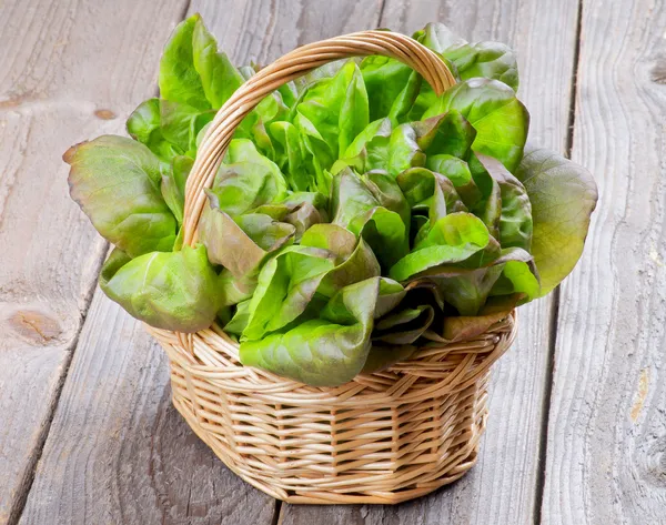 Butterhead sallad — Stockfoto