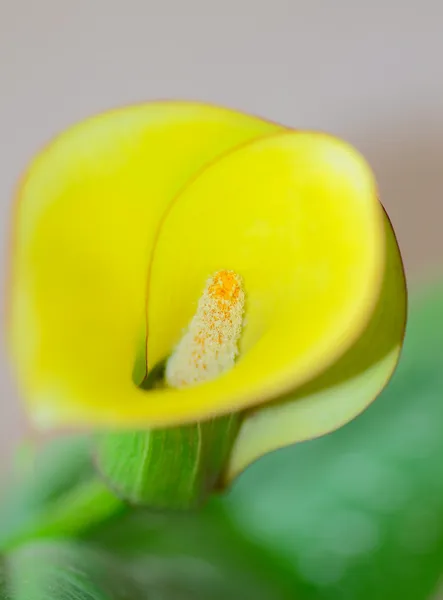 Żółty calla lilly — Zdjęcie stockowe