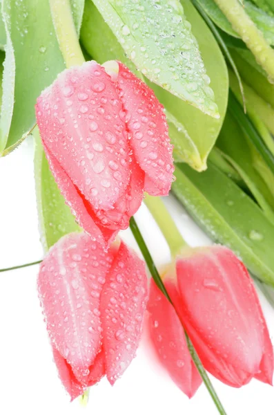 Magenta tulipany — Zdjęcie stockowe