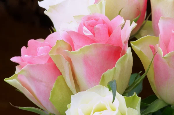 Rose rosa gialle — Foto Stock