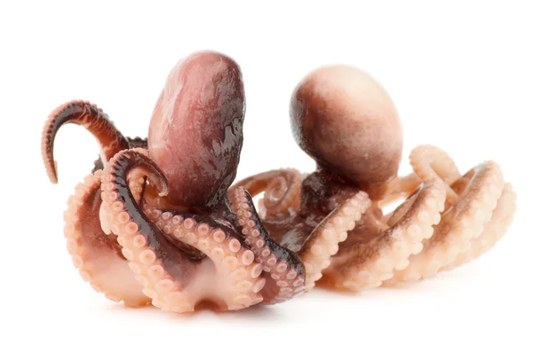 Octopuses — Stock Photo, Image
