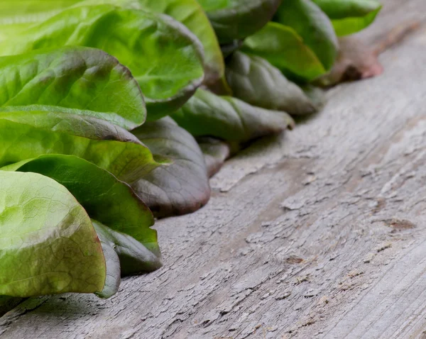 Butterhead sallad — Stockfoto