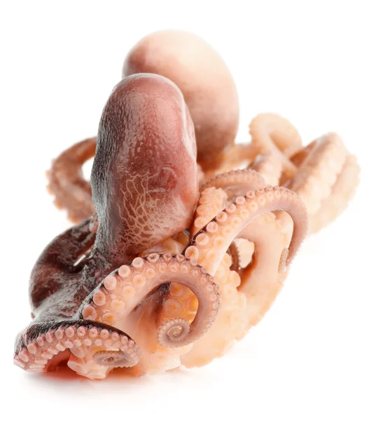 Octopuses — Stock Photo, Image