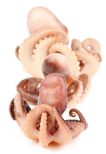 Octopuses — Stock fotografie
