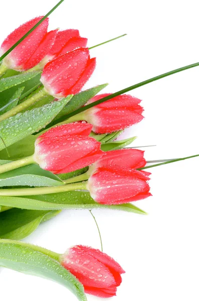 Magenta tulipany — Zdjęcie stockowe