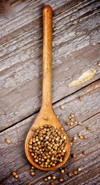 Cilantro — Foto de Stock