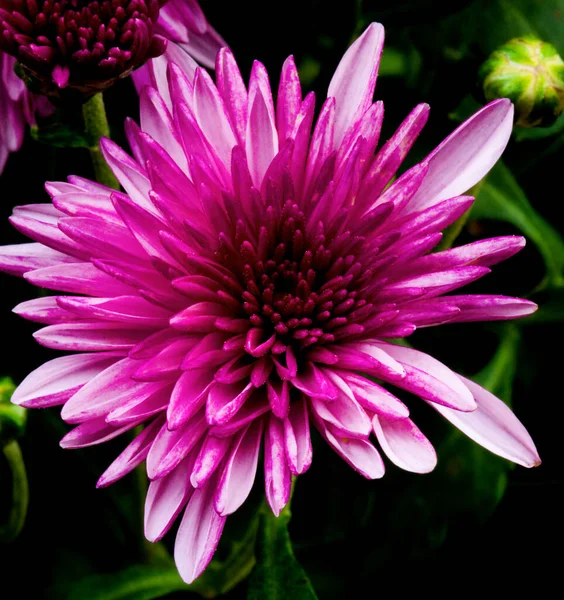 Schöne Fliederfarbene Chrysanthemenblume Mit Knospen Nahaufnahme Auf Dunklem Hintergrund — Stockfoto