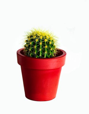 Big Golden Barrel Cactus in Red Pot isolated on White background clipart