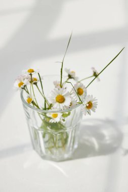 Papatyalar papatya çiçekleri. Estetik Minimum Güneş Işığı Konsepti. 