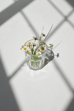 Papatyalar papatya çiçekleri. Estetik Minimum Güneş Işığı Konsepti. 