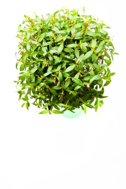 myrtus ağaç