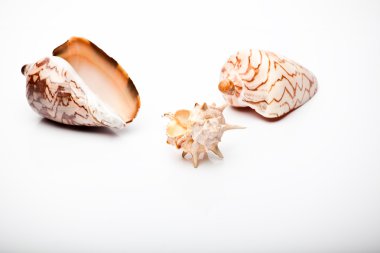 Deniz cockleshell