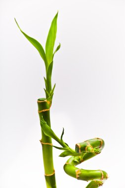 Şanslı bambu.