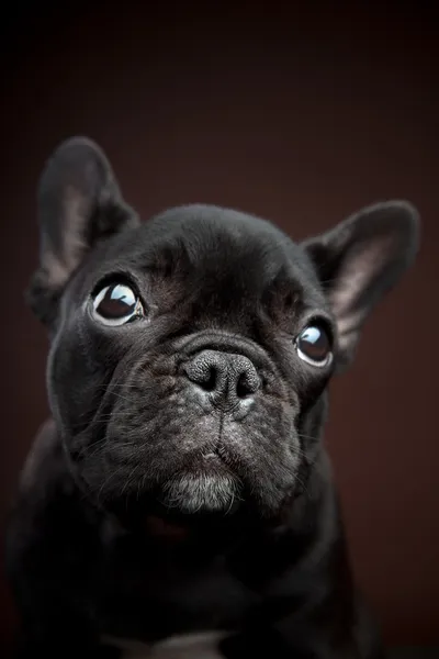 Retrato bulldog francés — Foto de Stock