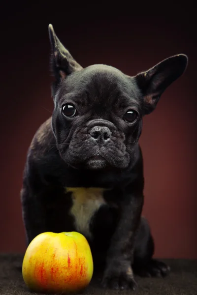 French bulldog portrait — Stock Photo, Image