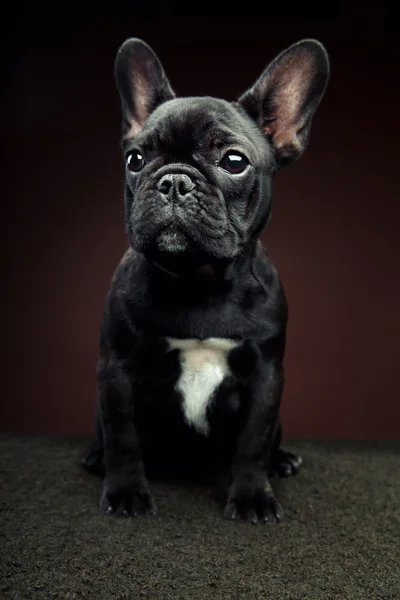 Fransk bulldog — Stockfoto