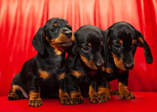 Dachshund. — Fotografia de Stock