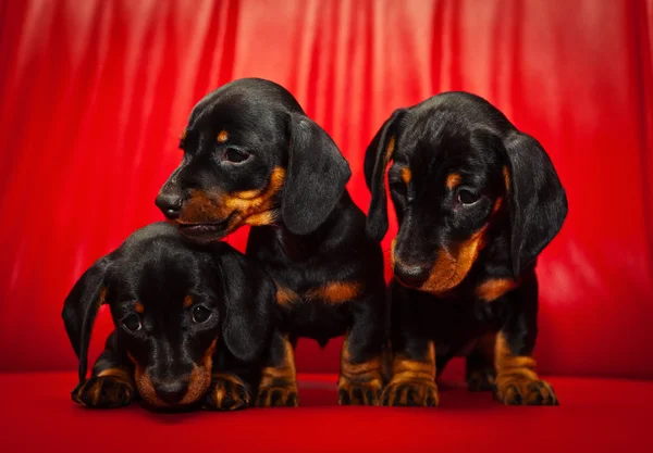 Dachshund. — Foto de Stock