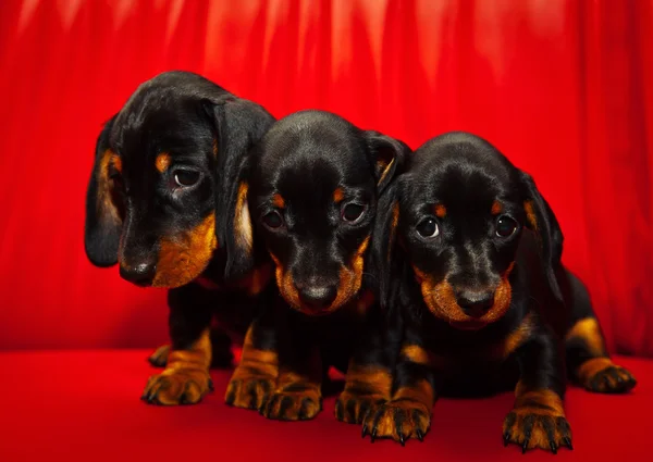 Dachshund. — Fotografia de Stock