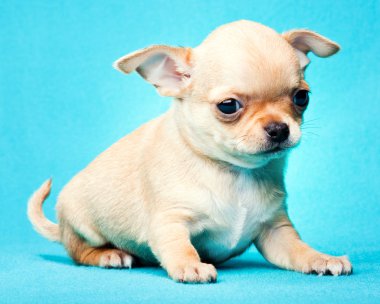 köpek yavrusu Studio