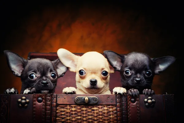 Cão no estúdio — Fotografia de Stock