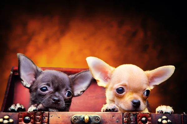 Cachorros chihuahua — Foto de Stock