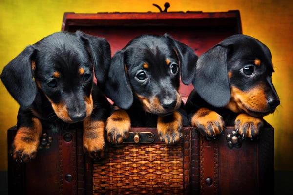 Dachshund screensaver Stock Photos, Royalty Free Dachshund screensaver