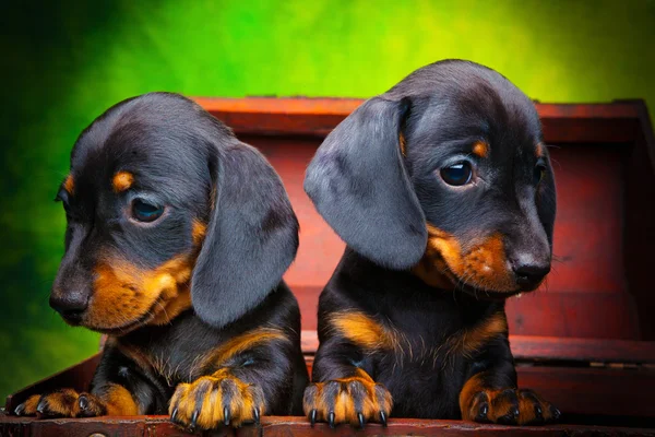 Dachshund em estúdio — Fotografia de Stock