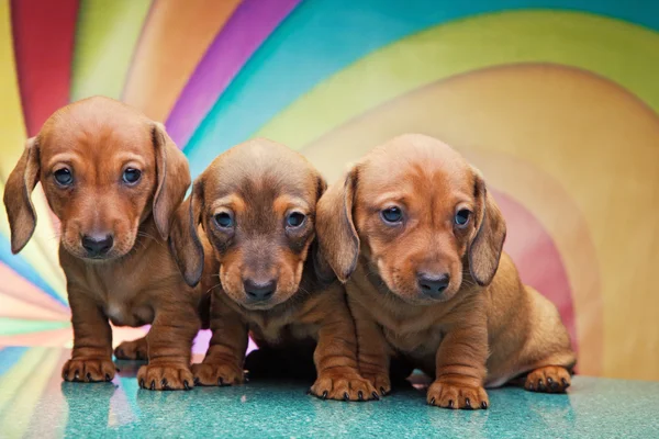 Dachshund en el estudio — Foto de Stock